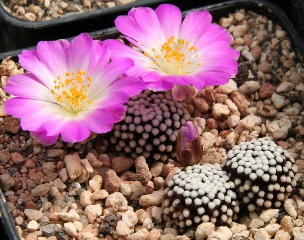 Image of Mammillaria luethyi G. S. Hinton