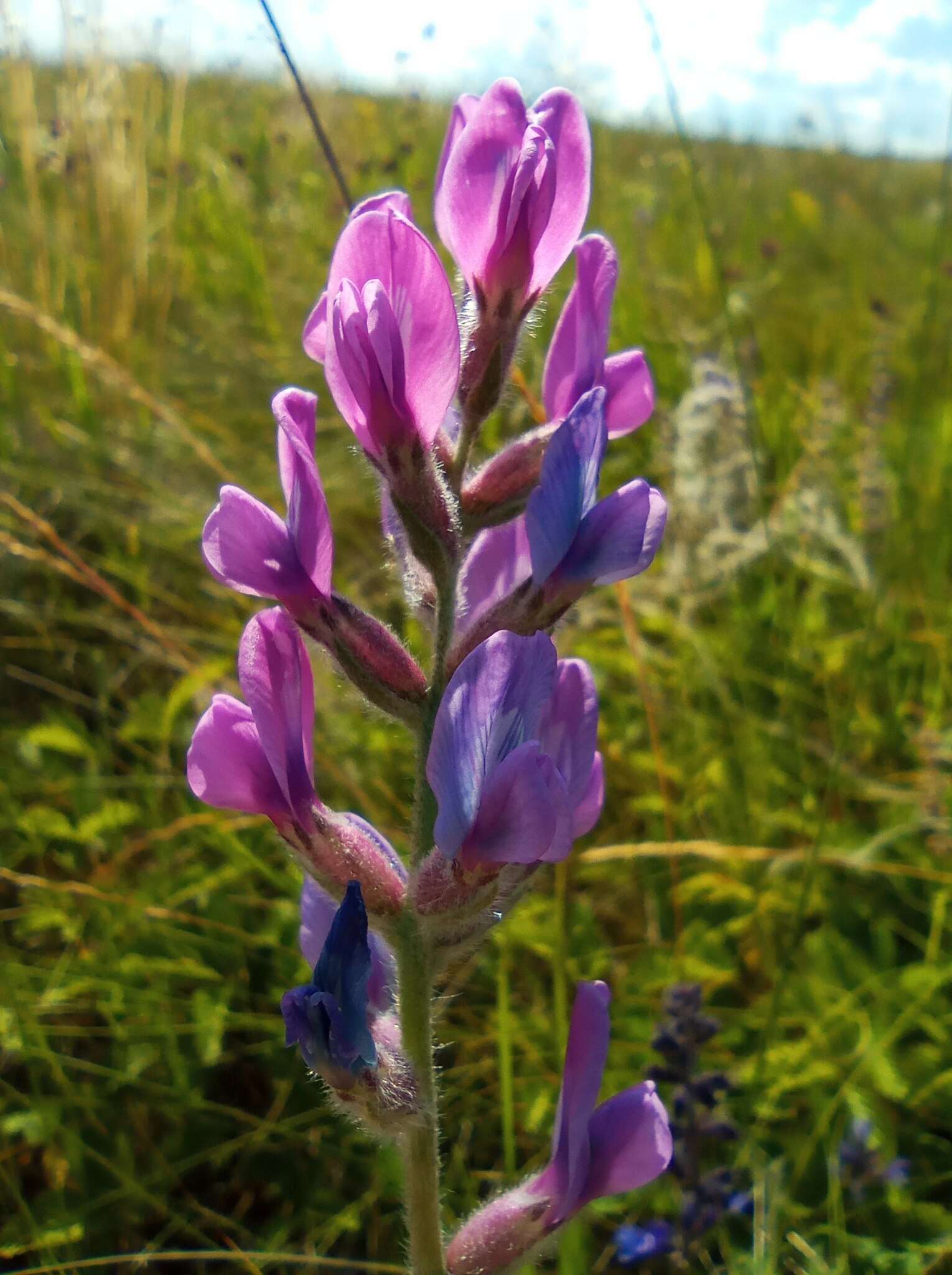 Image of Oxytropis baschkiriensis