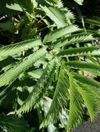 Image de Melianthus major L.