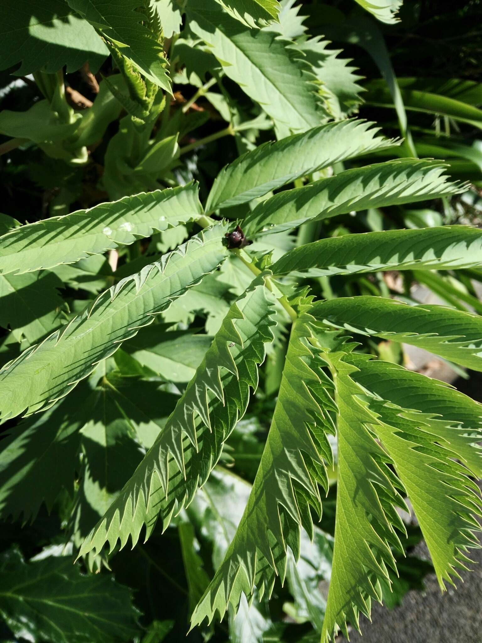 Image de Melianthus major L.