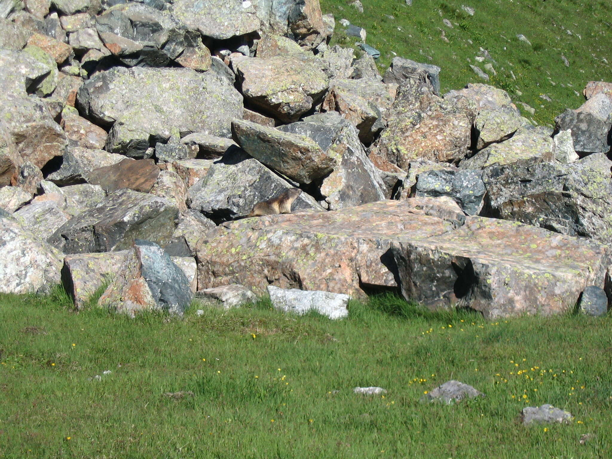 Image of Marmot