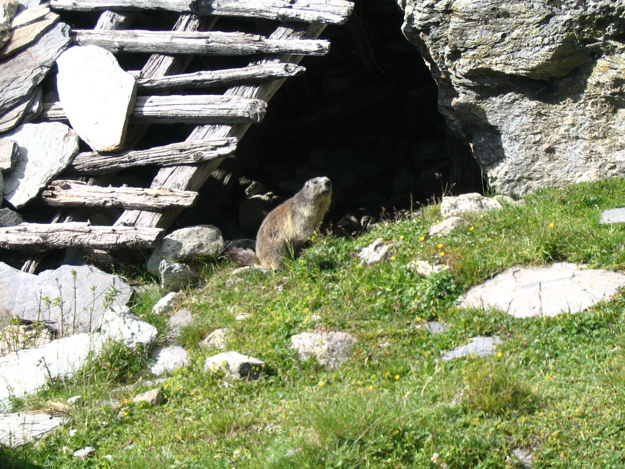 Image of Marmot