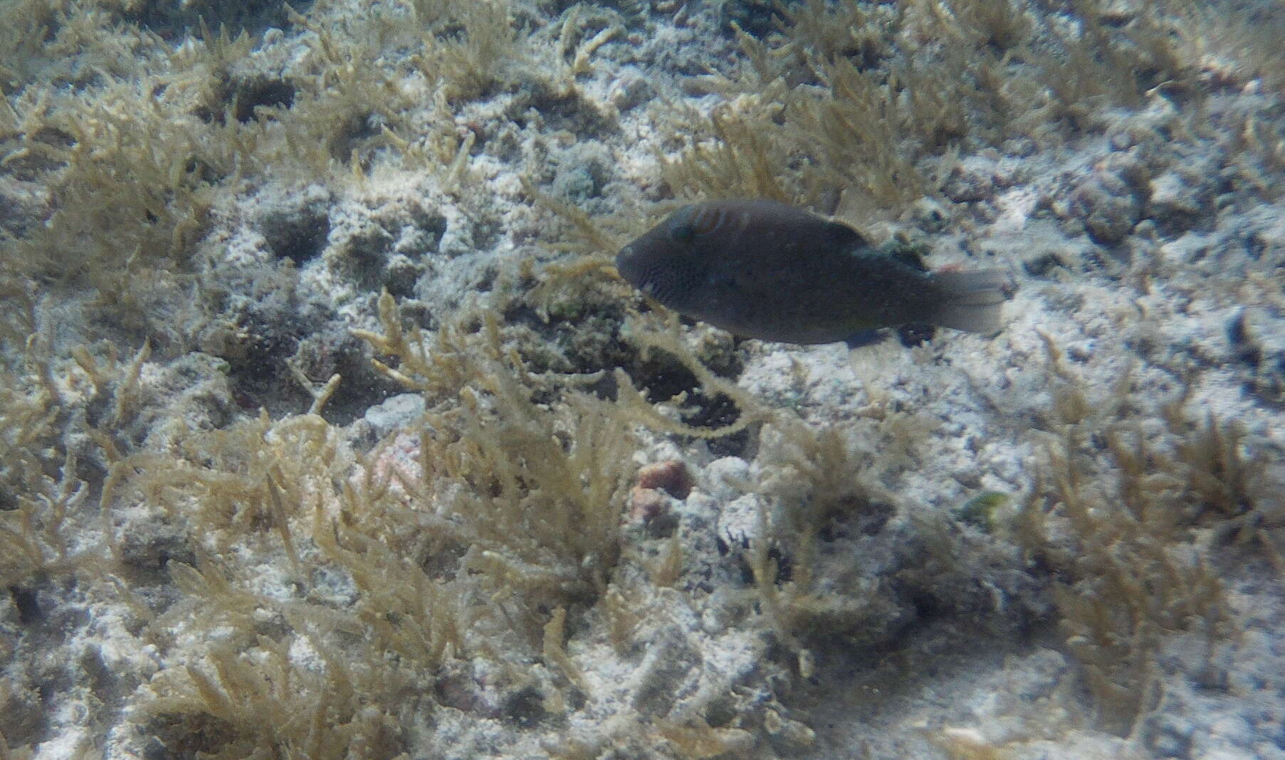 Слика од Canthigaster amboinensis (Bleeker 1864)