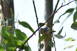 Image of Virginia's Warbler