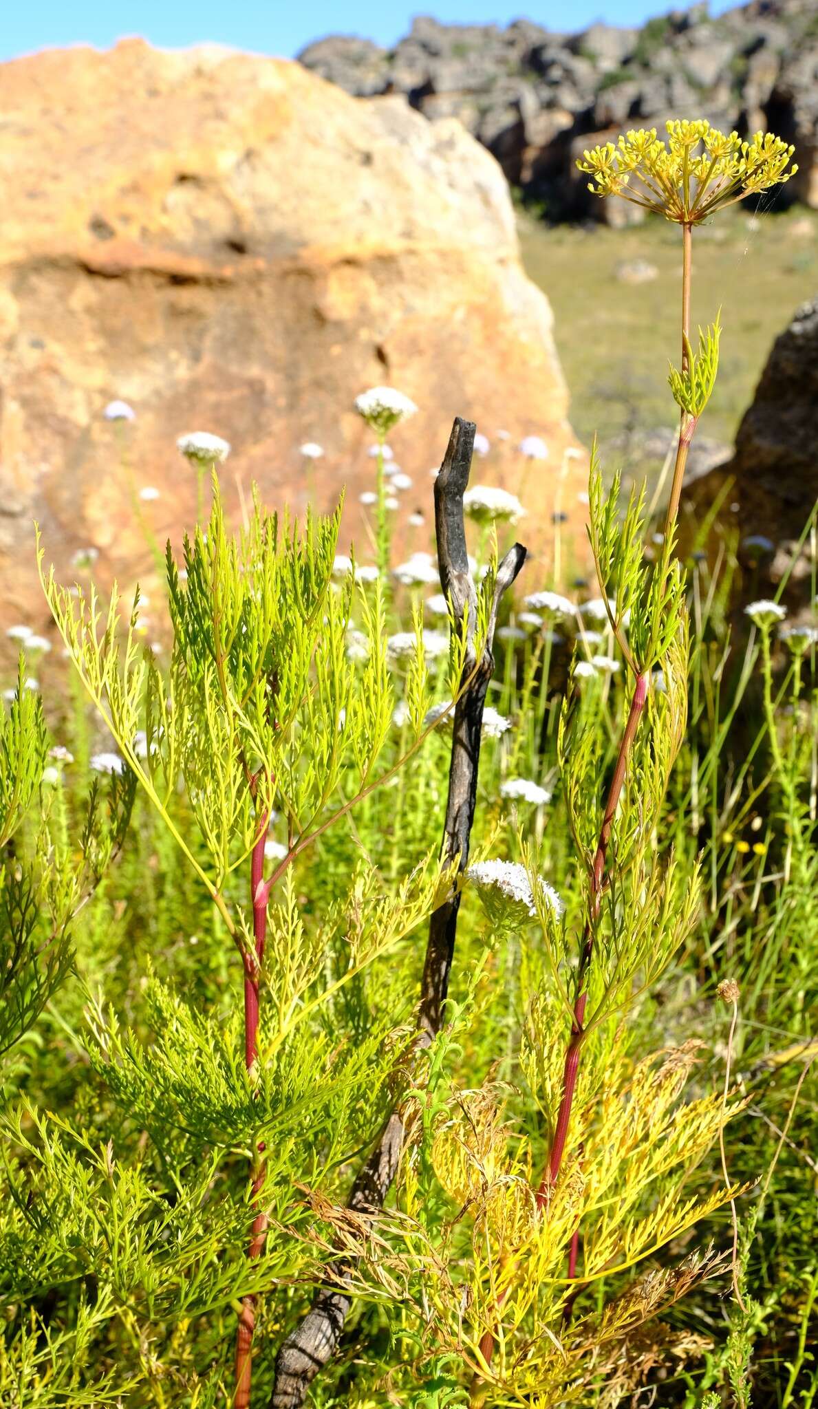 Image of Notobubon tenuifolium (Thunb.) Magee