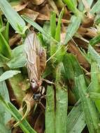 Anoplolepis nuptialis (Santschi 1917) resmi