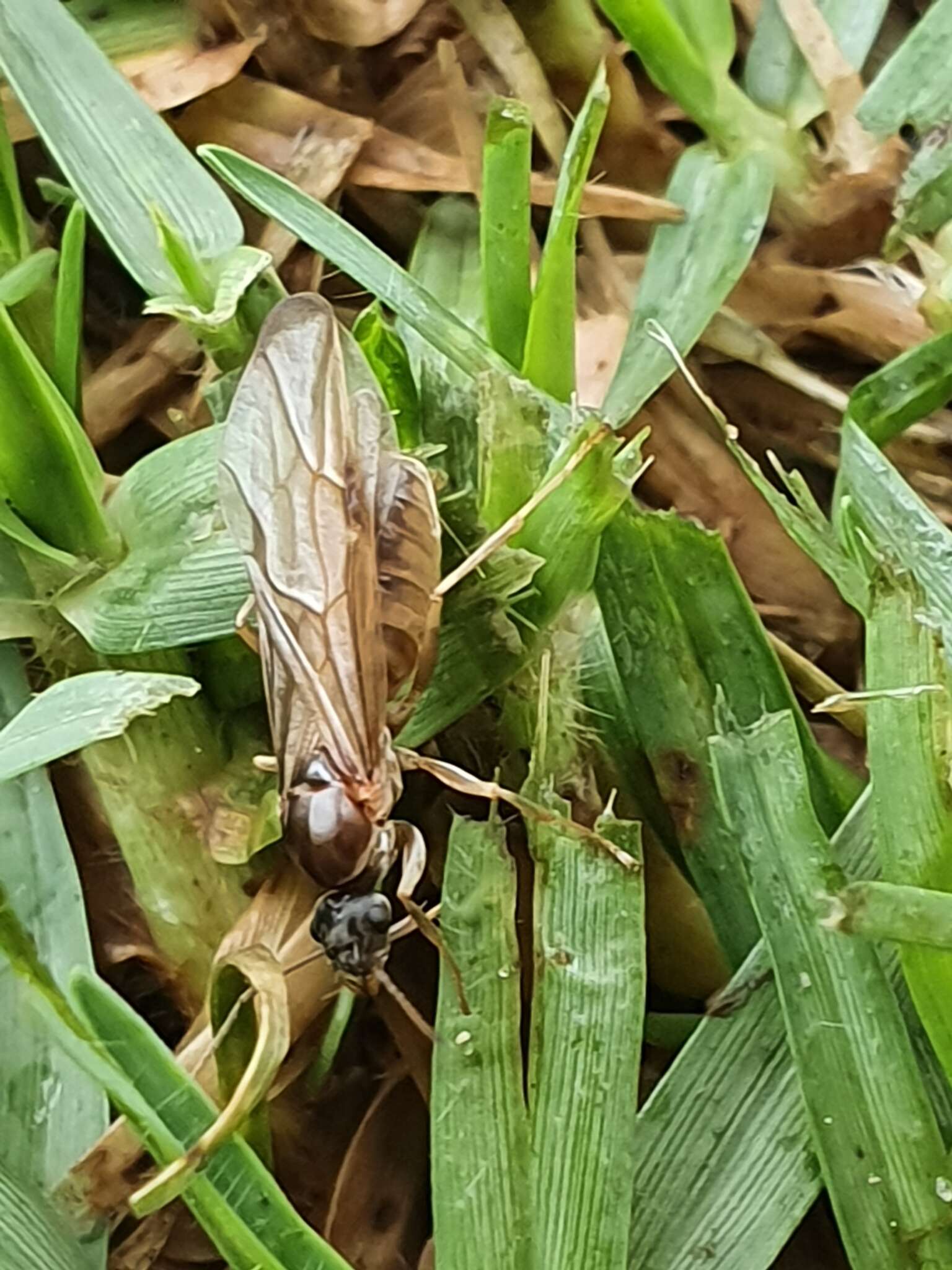 Anoplolepis nuptialis (Santschi 1917) resmi