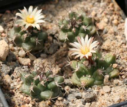 Image of Turbinicarpus swobodae Diers