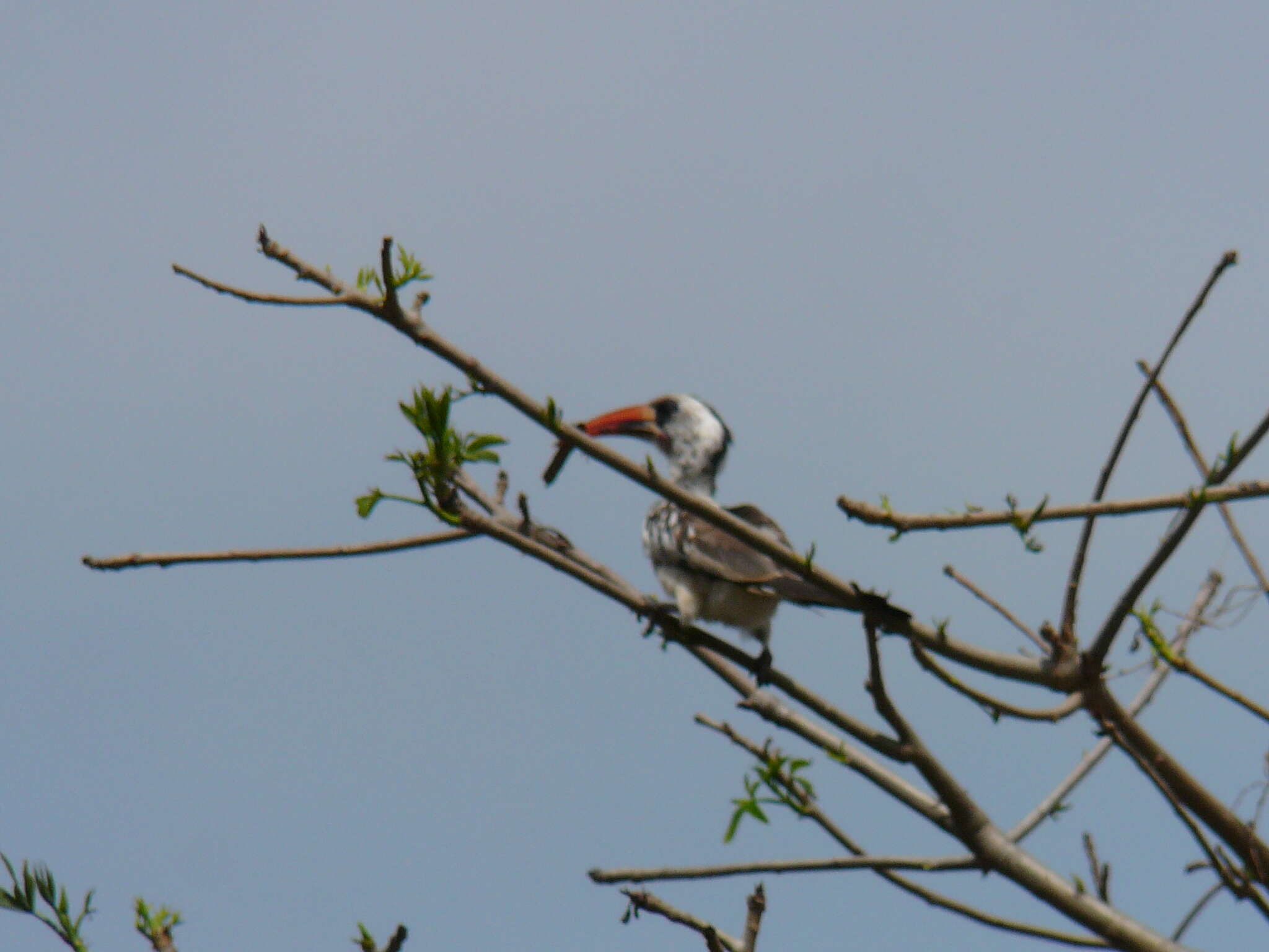 Image of Western Red-billed Hornbill