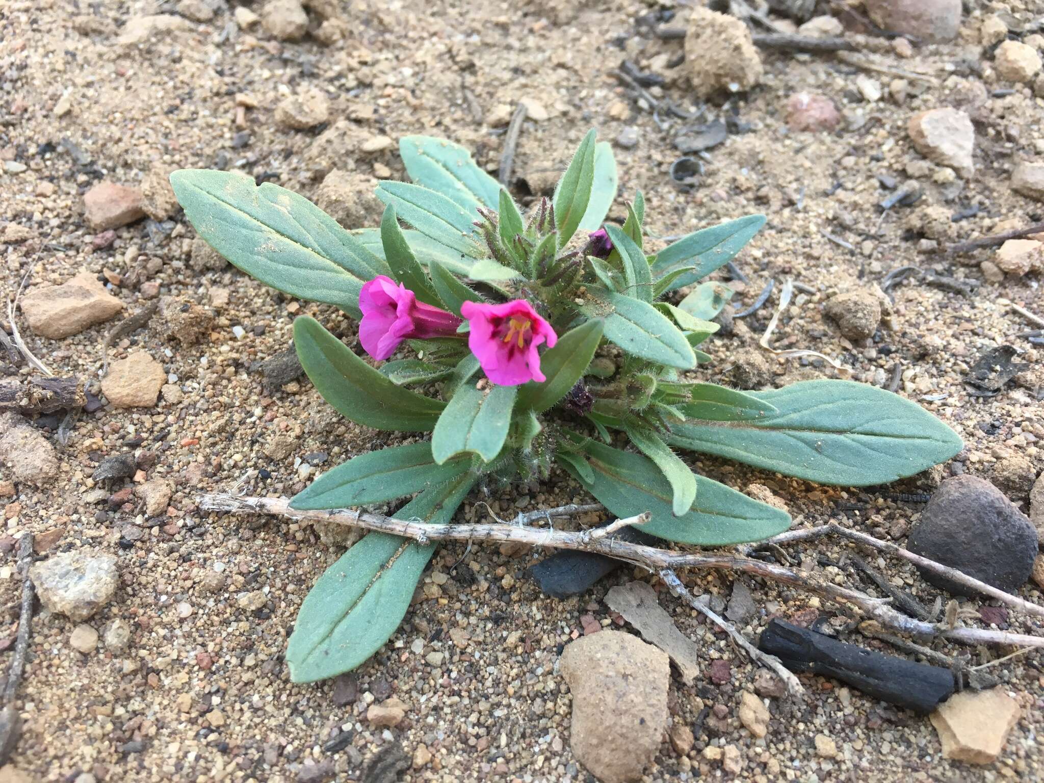 Image of sticky monkeyflower