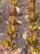 Image of Lactuca sativa var. longifolia