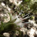 Image of Lagascea helianthifolia Kunth