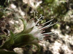 Image of Lagascea helianthifolia Kunth