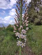 Image of Foxtail lily