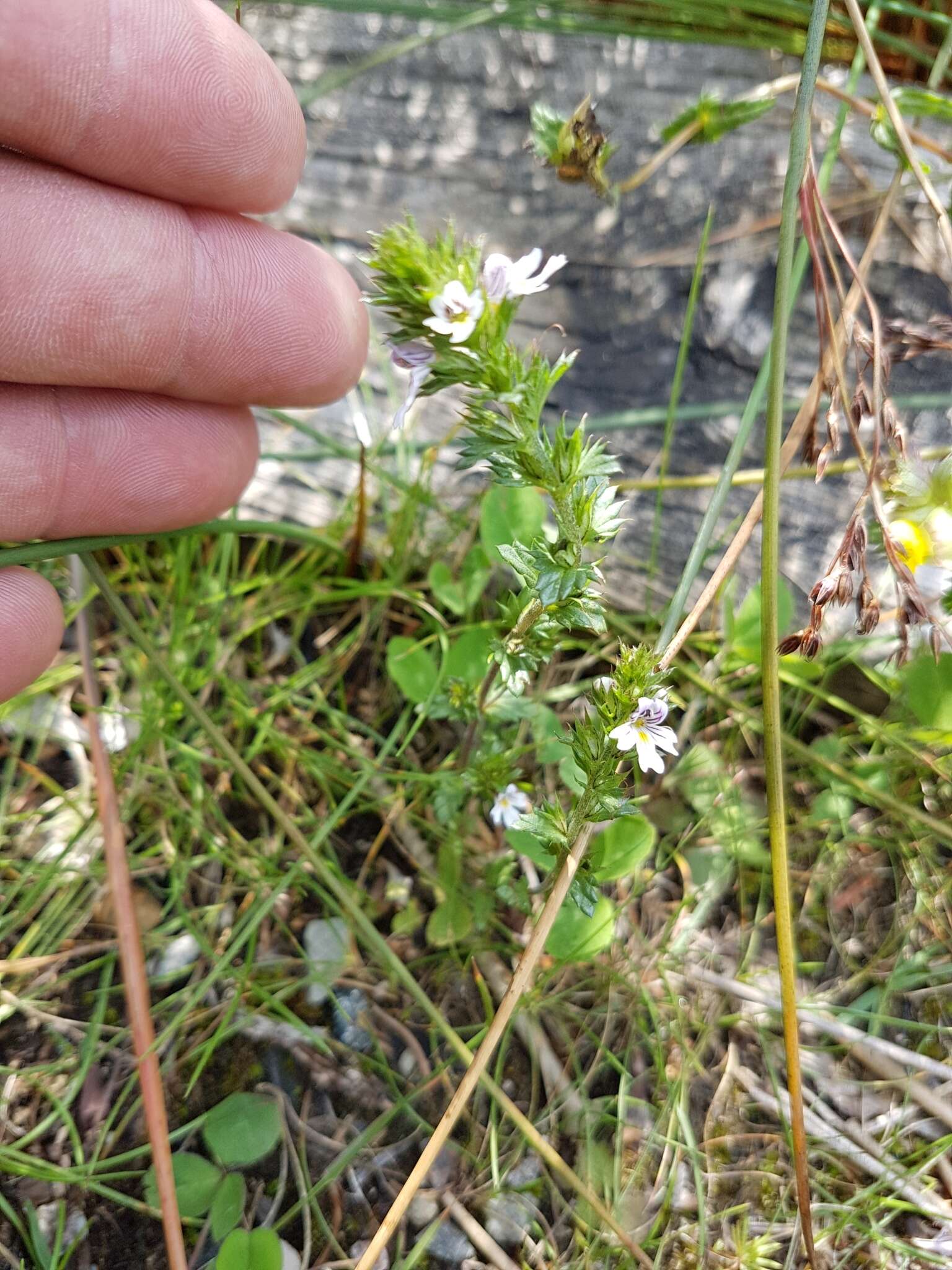 Слика од Euphrasia stricta D. Wolff ex J. F. Lehm.