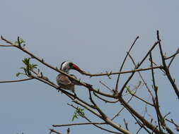 Image of Western Red-billed Hornbill