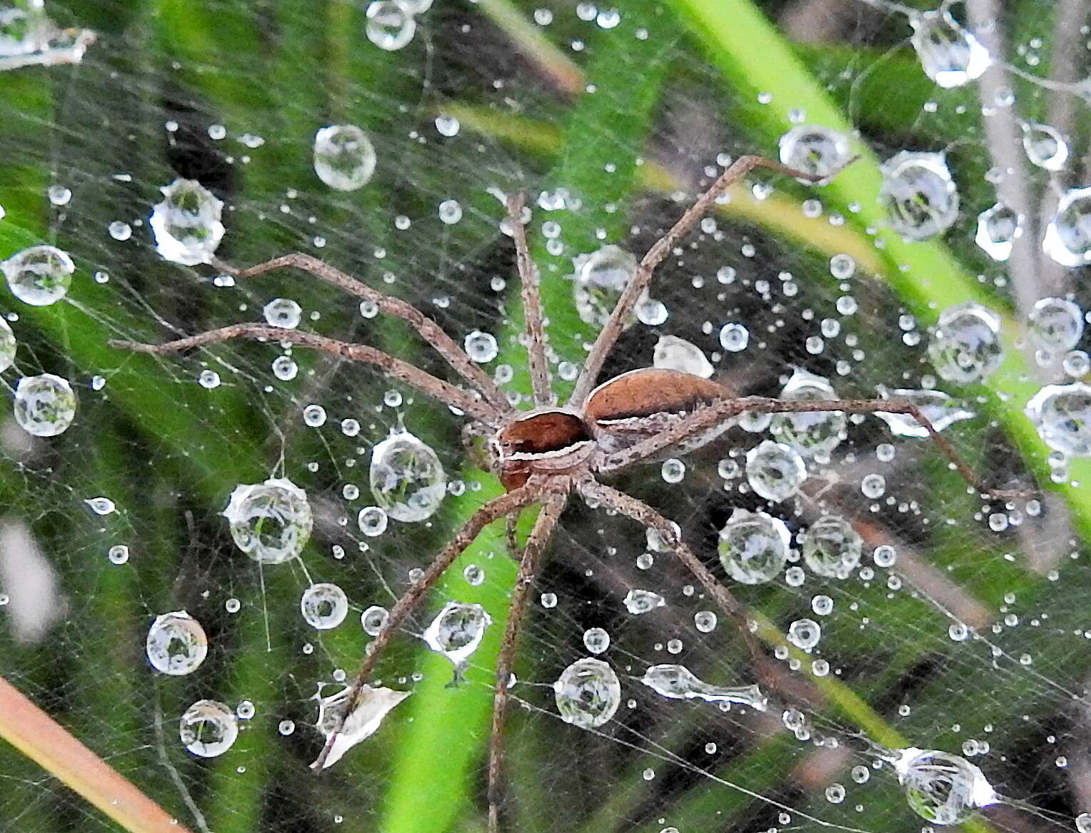 Слика од Euprosthenopsis pulchella (Pocock 1902)