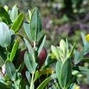 Imagem de Hypericum edisonianum (Small) P. Adams & N. Robson