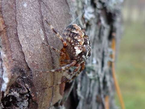 Image of Garden spider