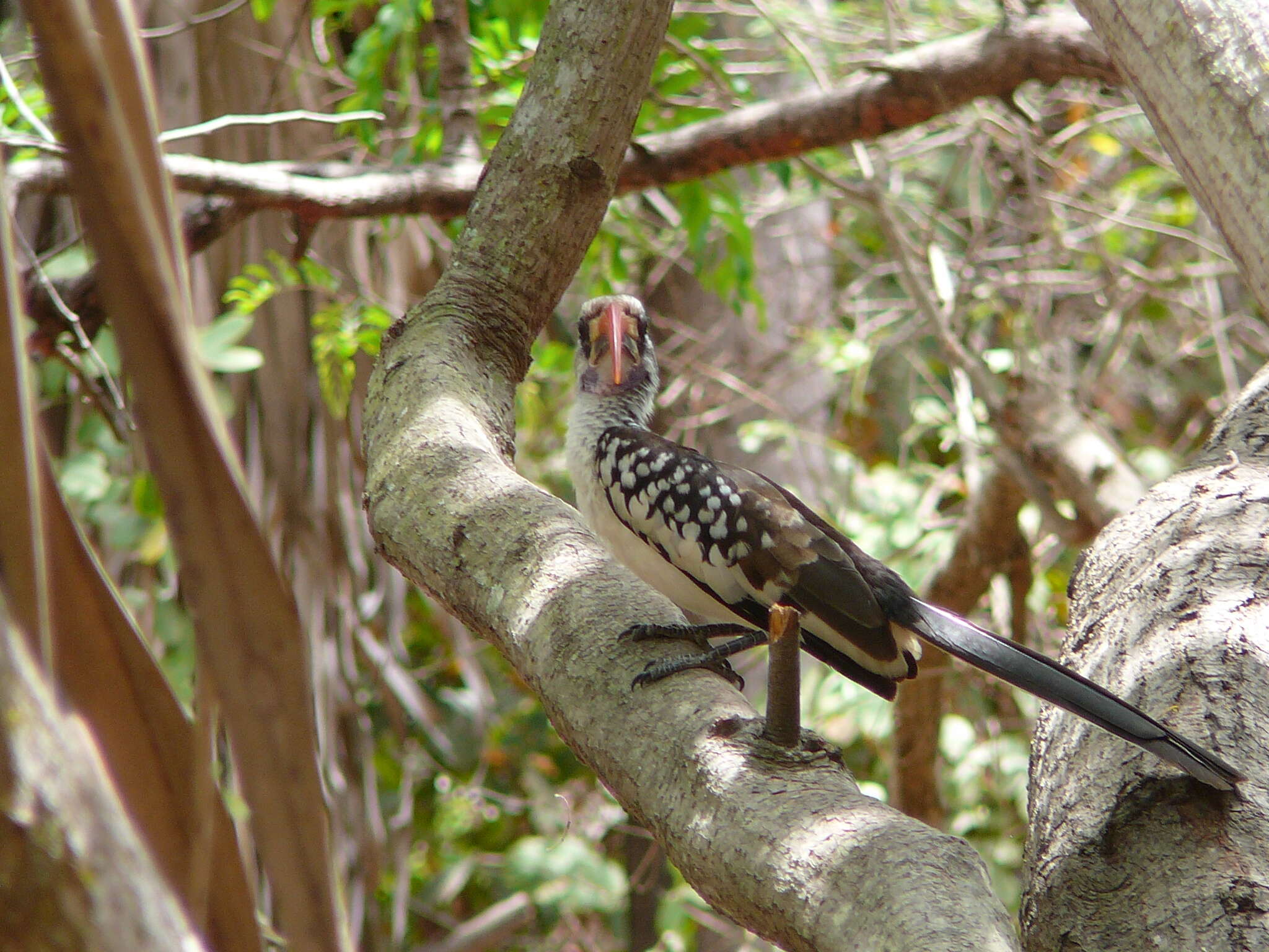 Image of Western Red-billed Hornbill