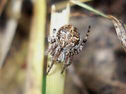 Image of Gray Cross Spider