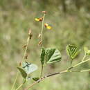 Слика од Rhynchosia minima var. australis (Benth.) C. Moore