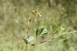 Слика од Rhynchosia minima var. australis (Benth.) C. Moore