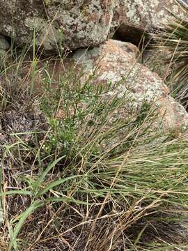 Image of Arizona baccharis