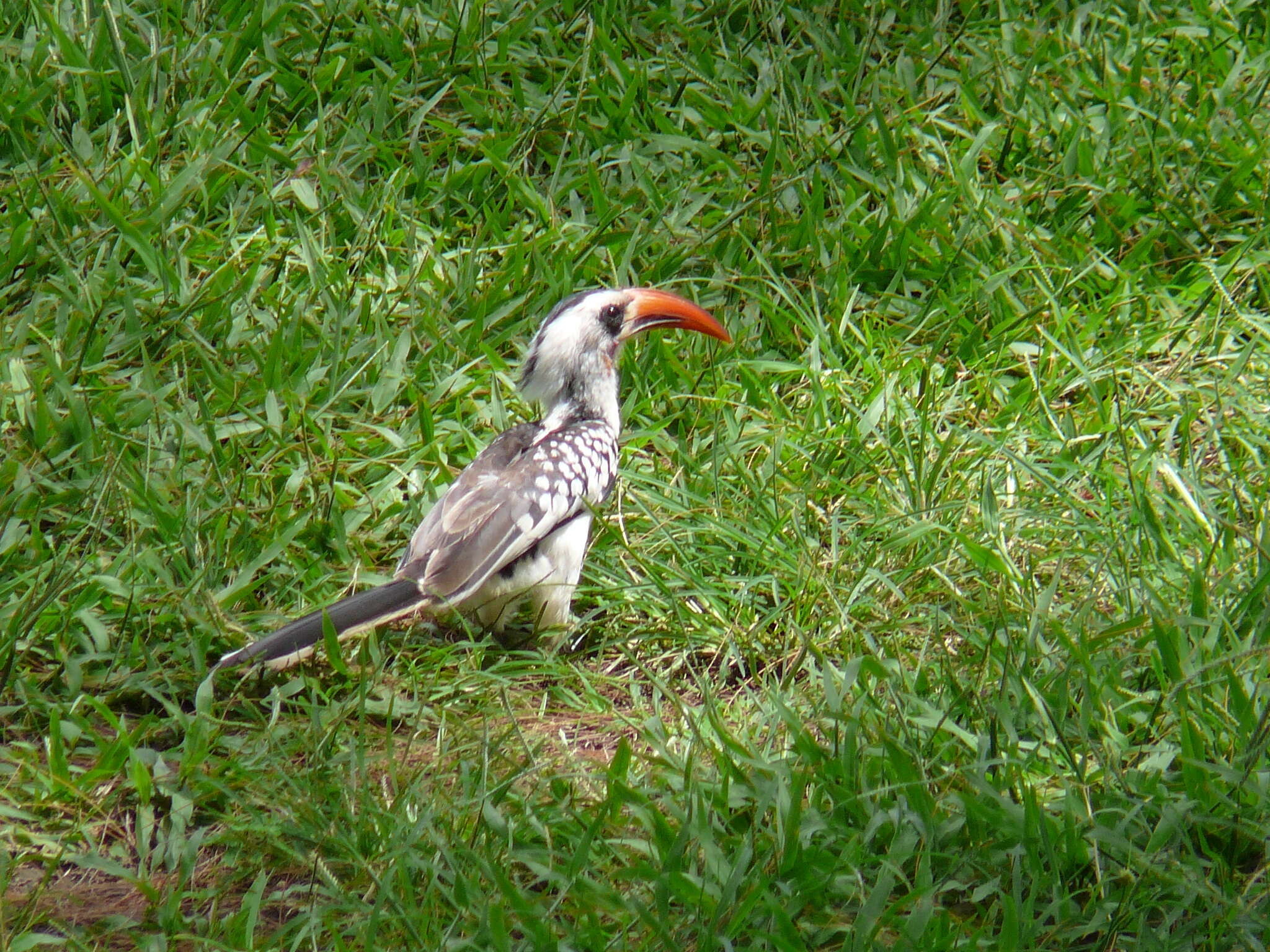 Image of Western Red-billed Hornbill