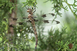 Image of Prince Baskettail