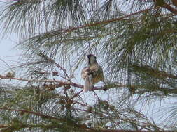 Image of Western Red-billed Hornbill