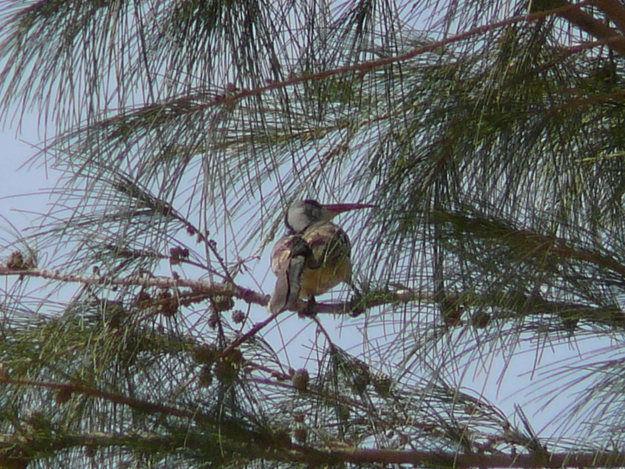 Image of Western Red-billed Hornbill