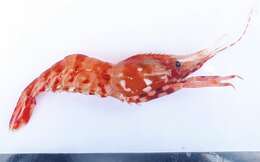 Image of Coonstripe shrimp