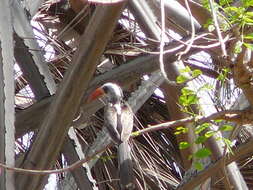 Image of Western Red-billed Hornbill