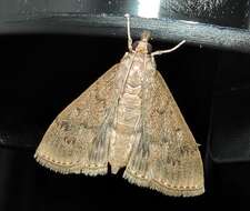 Image of Grass webworm