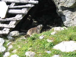 Image of Marmot