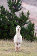 Image of Alpaca