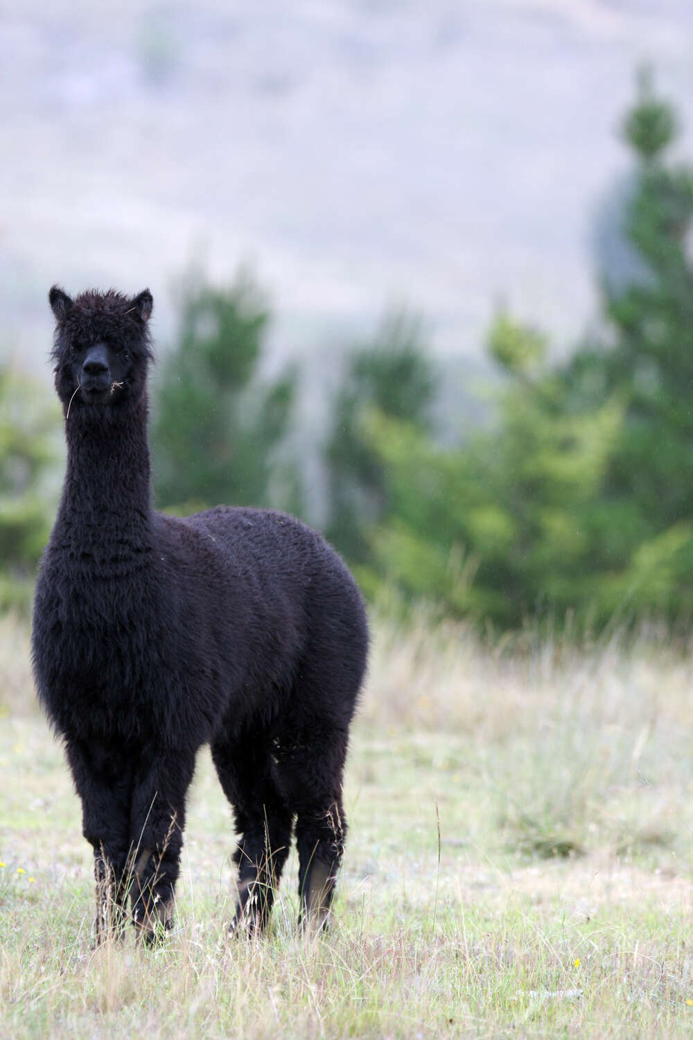 Image of Alpaca