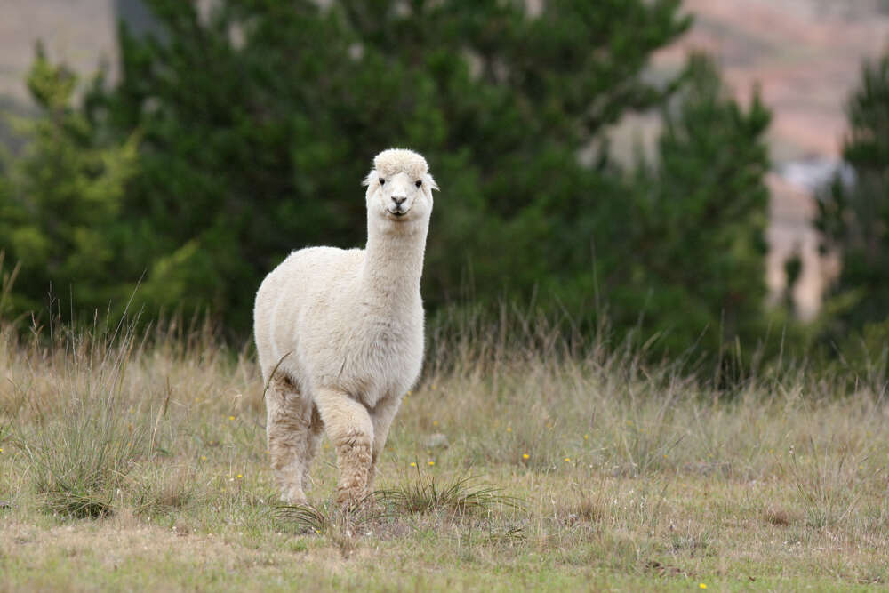 Image of Alpaca