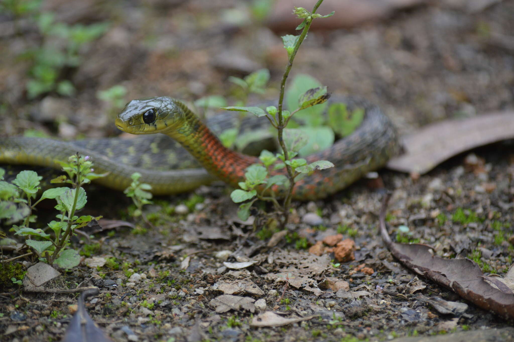 Image of Rhabdophis helleri (Schmidt 1925)