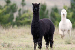 Image of Alpaca