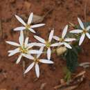 Sivun Olearia speciosa Hutch. kuva