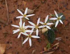 Image of Olearia speciosa Hutch.