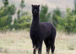 Image of Alpaca