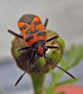 Image of black & red squash bug