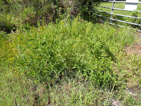 Image de Helianthus agrestis Pollard