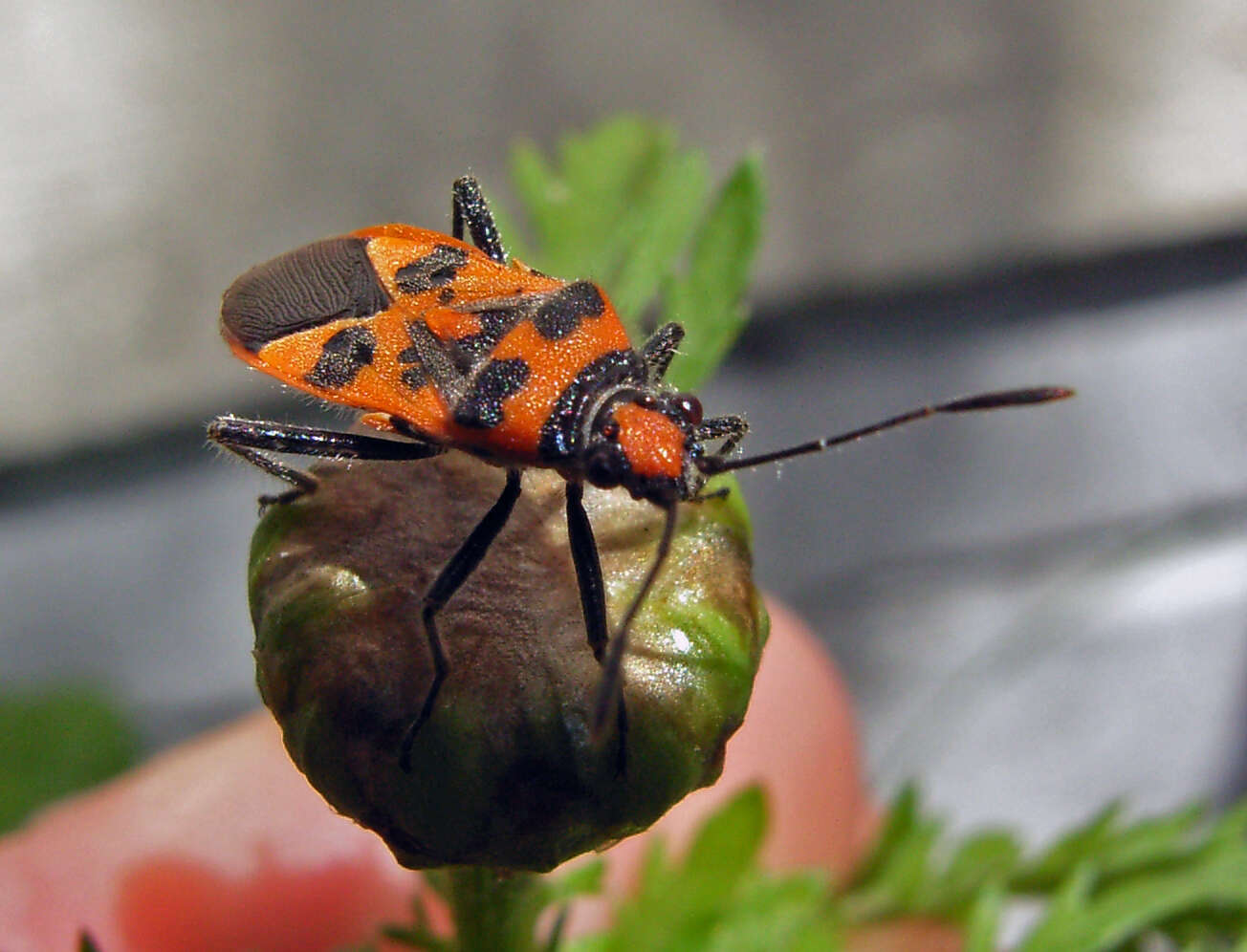 Image of black & red squash bug