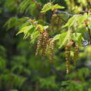 Image of loose-flower hornbeam