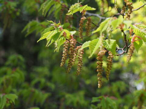 Слика од Carpinus laxiflora (Siebold & Zucc.) Blume