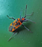 Image of black & red squash bug